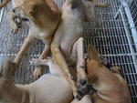 4 Puppies - Mixed Breed Dog