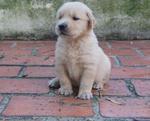 PF28001 - Golden Retriever Dog