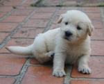 PF28001 - Golden Retriever Dog