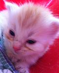 Cheeky -give Me Your Best Price! - Persian Cat