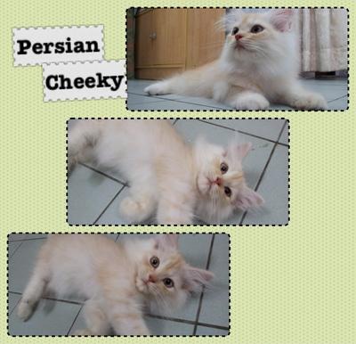 Cheeky -give Me Your Best Price! - Persian Cat