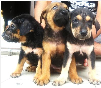 Name Them &amp; Love Them 2 - Mixed Breed Dog