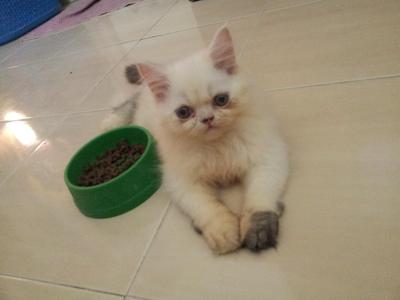 Romeo &amp;  Oscar (2 Pets) - Persian Cat