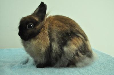 Jersey Wooly - Tort Doe - Jersey Wooly Rabbit