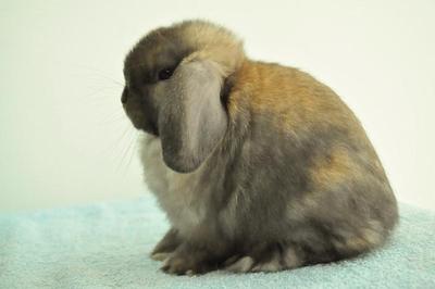 Holland Lop - Tort Buck X2 - Holland Lop Rabbit