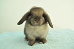 Holland Lop - Tort Buck X2 - Holland Lop Rabbit