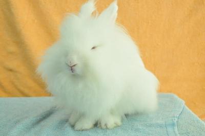 Lionhead (Double Mane) - Rew - Lionhead Rabbit