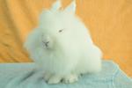 Lionhead (Double Mane) - Rew - Lionhead Rabbit