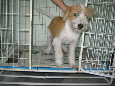 Rex - Golden Retriever + Wirehaired Terrier Dog