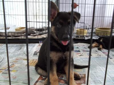 Workingline German Shepherd Pups - German Shepherd Dog Dog