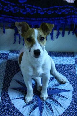 Zorro - Jack Russell Terrier Dog