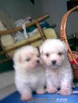 Maltese.pup.happy - Maltese Dog