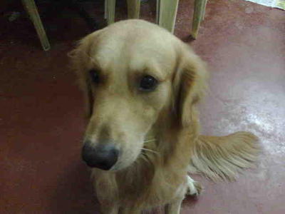 Cody - Golden Retriever Dog