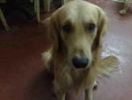 Cody - Golden Retriever Dog