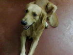 Cody - Golden Retriever Dog