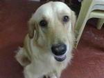 Tanny - Golden Retriever Dog