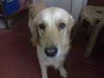 Tanny - Golden Retriever Dog