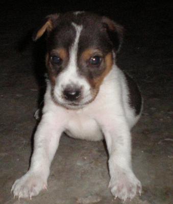 Lucky Boy - Mixed Breed Dog