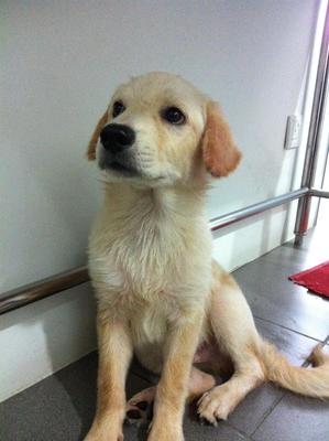 Golden Retriever Mix Male Puppies - Golden Retriever Dog