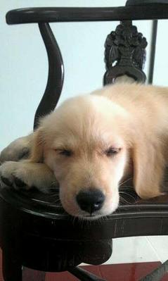 Vivi - Golden Retriever Dog