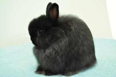 Jersey Wooly - Solid Black - Jersey Wooly Rabbit