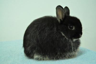 Jersey Wooly - Black Otter 3 - Jersey Wooly Rabbit