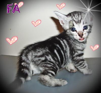 Do,re,mi,fa,so - American Shorthair Cat