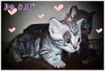 Do,re,mi,fa,so - American Shorthair Cat