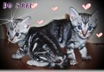 Do,re,mi,fa,so - American Shorthair Cat