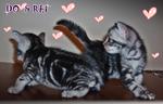 Do,re,mi,fa,so - American Shorthair Cat