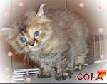 Cola - Persian Cat