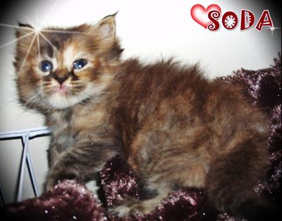 Soda - Persian Cat