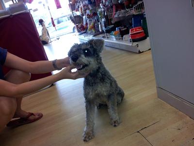 Don't Know - Schnauzer Dog