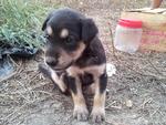 10 Adorable Puppies  - Mixed Breed Dog