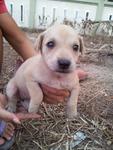 10 Adorable Puppies  - Mixed Breed Dog