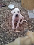 10 Adorable Puppies  - Mixed Breed Dog