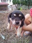 10 Adorable Puppies  - Mixed Breed Dog