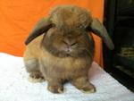 Holland Lop Us Line - Holland Lop Rabbit