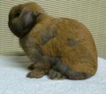 Holland Lop Us Line - Holland Lop Rabbit