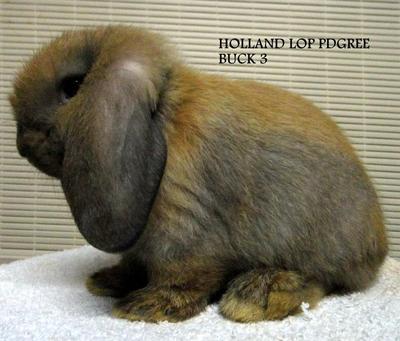 Holland Lop Sjb - Holland Lop Rabbit