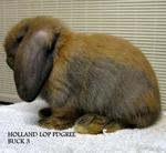 Holland Lop Sjb - Holland Lop Rabbit