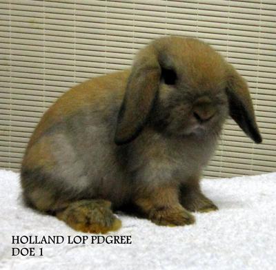 Holland Lop Sjd - Holland Lop Rabbit