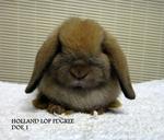 Holland Lop Sjd - Holland Lop Rabbit