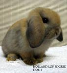 Holland Lop Sjd - Holland Lop Rabbit