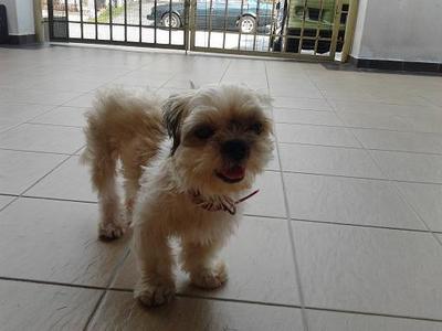 Female Shih Tzu - Shih Tzu Dog