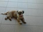 Female Shih Tzu - Shih Tzu Dog