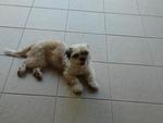 Female Shih Tzu - Shih Tzu Dog