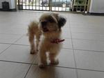 Female Shih Tzu - Shih Tzu Dog