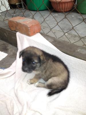 2 Black Puppies - Mixed Breed Dog