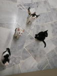 Dawn,olly,duke,afro &amp; Era Aka Juu - Domestic Short Hair + Domestic Medium Hair Cat